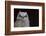 Great-horned Owl, Fledgling-Ken Archer-Framed Photographic Print