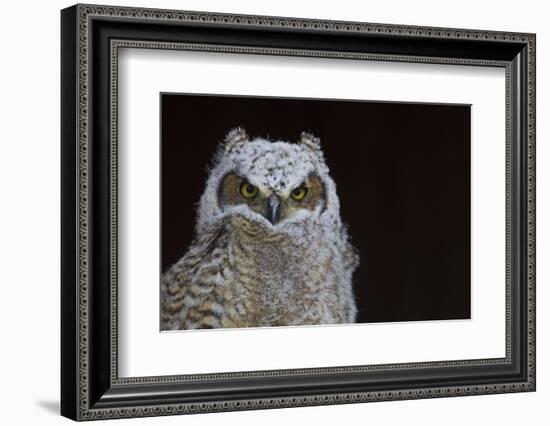 Great-horned Owl, Fledgling-Ken Archer-Framed Photographic Print