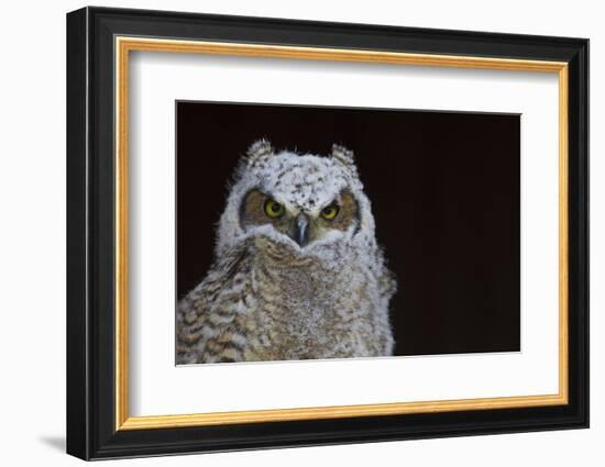 Great-horned Owl, Fledgling-Ken Archer-Framed Photographic Print