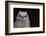 Great-horned Owl, Fledgling-Ken Archer-Framed Photographic Print