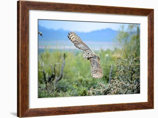 Great Horned Owl in Flight, also known as the Tiger Owl-Richard Wright-Framed Photographic Print