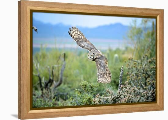 Great Horned Owl in Flight, also known as the Tiger Owl-Richard Wright-Framed Premier Image Canvas