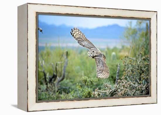 Great Horned Owl in Flight, also known as the Tiger Owl-Richard Wright-Framed Premier Image Canvas