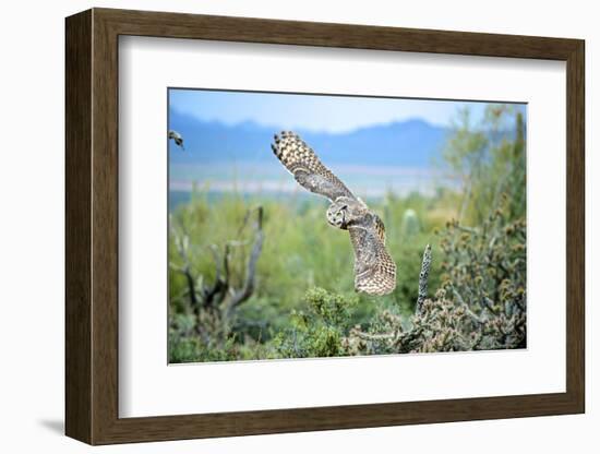 Great Horned Owl in Flight, also known as the Tiger Owl-Richard Wright-Framed Photographic Print