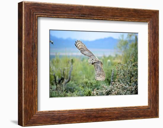 Great Horned Owl in Flight, also known as the Tiger Owl-Richard Wright-Framed Photographic Print