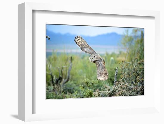 Great Horned Owl in Flight, also known as the Tiger Owl-Richard Wright-Framed Photographic Print