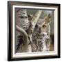 Great Horned Owl Pale From, British Columbia, Canada-Tim Fitzharris-Framed Photographic Print
