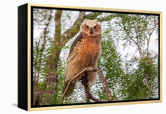 Great horned owl perched on branch, Texas, USA-Karine Aigner-Framed Premier Image Canvas