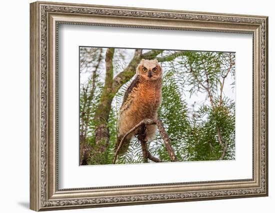 Great horned owl perched on branch, Texas, USA-Karine Aigner-Framed Photographic Print