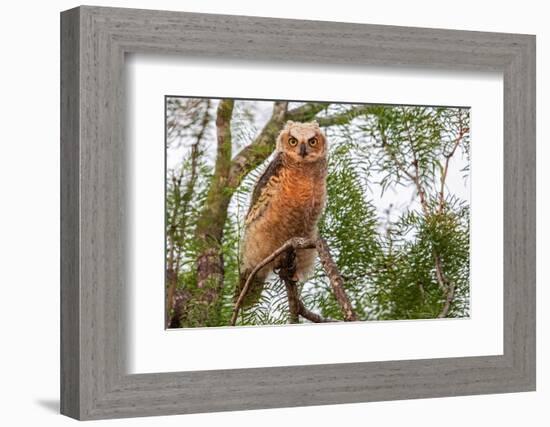 Great horned owl perched on branch, Texas, USA-Karine Aigner-Framed Photographic Print