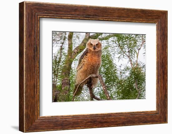 Great horned owl perched on branch, Texas, USA-Karine Aigner-Framed Photographic Print