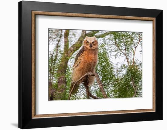 Great horned owl perched on branch, Texas, USA-Karine Aigner-Framed Photographic Print