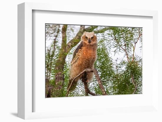 Great horned owl perched on branch, Texas, USA-Karine Aigner-Framed Photographic Print