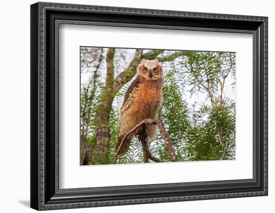 Great horned owl perched on branch, Texas, USA-Karine Aigner-Framed Photographic Print