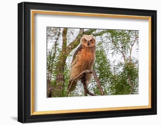 Great horned owl perched on branch, Texas, USA-Karine Aigner-Framed Photographic Print