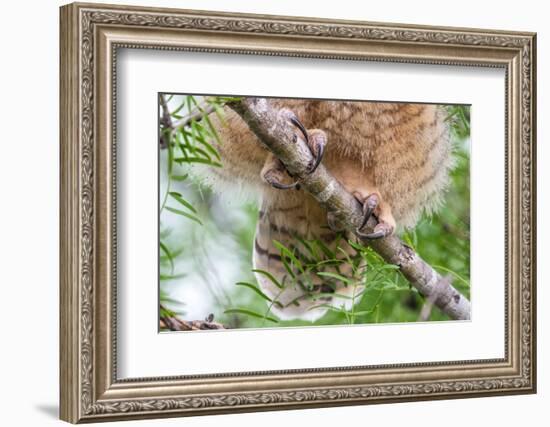 Great horned owl perched on branch, Texas, USA-Karine Aigner-Framed Photographic Print