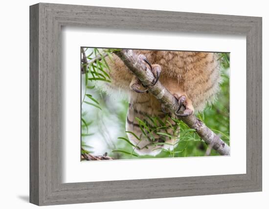 Great horned owl perched on branch, Texas, USA-Karine Aigner-Framed Photographic Print