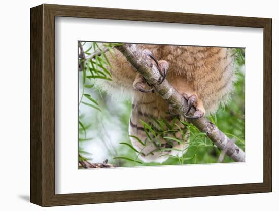 Great horned owl perched on branch, Texas, USA-Karine Aigner-Framed Photographic Print