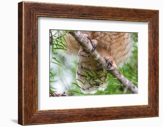 Great horned owl perched on branch, Texas, USA-Karine Aigner-Framed Photographic Print