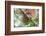 Great horned owl perched on branch, Texas, USA-Karine Aigner-Framed Photographic Print