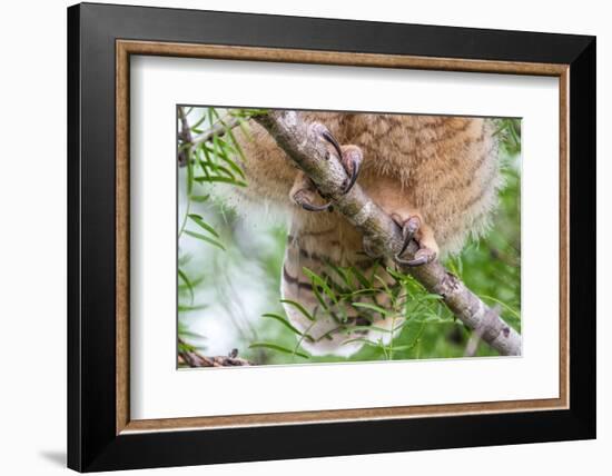 Great horned owl perched on branch, Texas, USA-Karine Aigner-Framed Photographic Print