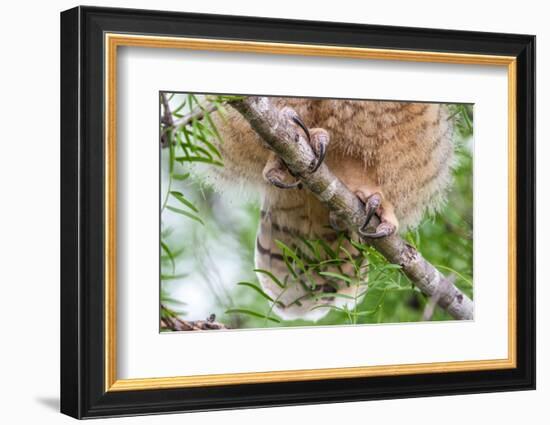 Great horned owl perched on branch, Texas, USA-Karine Aigner-Framed Photographic Print