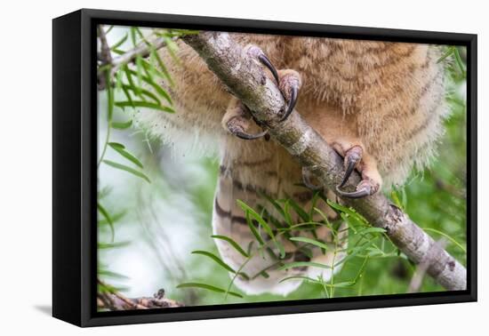 Great horned owl perched on branch, Texas, USA-Karine Aigner-Framed Premier Image Canvas