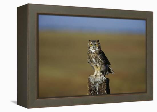 Great Horned Owl Perching on Post-W. Perry Conway-Framed Premier Image Canvas