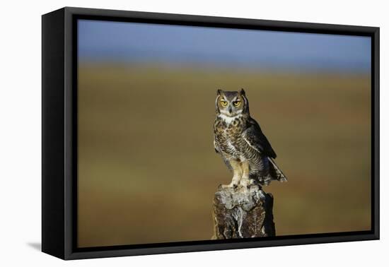 Great Horned Owl Perching on Post-W. Perry Conway-Framed Premier Image Canvas