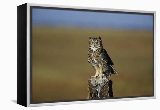 Great Horned Owl Perching on Post-W. Perry Conway-Framed Premier Image Canvas