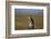 Great Horned Owl Perching on Post-W. Perry Conway-Framed Photographic Print