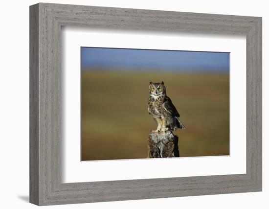 Great Horned Owl Perching on Post-W. Perry Conway-Framed Photographic Print