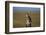 Great Horned Owl Perching on Post-W. Perry Conway-Framed Photographic Print