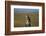 Great Horned Owl Perching on Post-W. Perry Conway-Framed Photographic Print