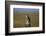 Great Horned Owl Perching on Post-W. Perry Conway-Framed Photographic Print