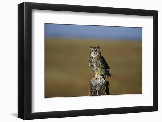 Great Horned Owl Perching on Post-W. Perry Conway-Framed Photographic Print