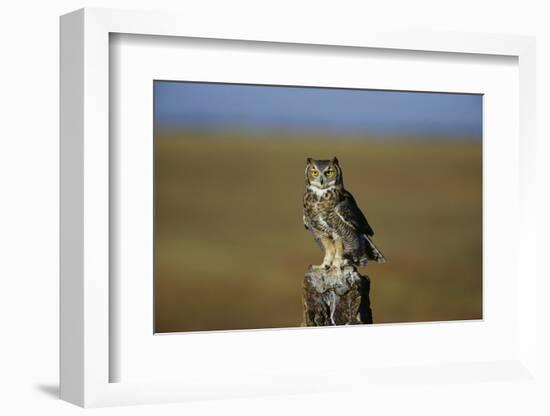 Great Horned Owl Perching on Post-W. Perry Conway-Framed Photographic Print