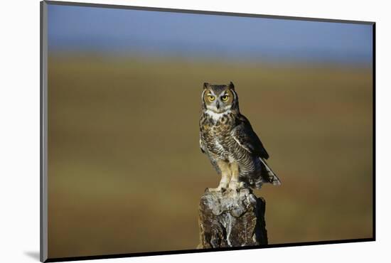 Great Horned Owl Perching on Post-W. Perry Conway-Mounted Photographic Print