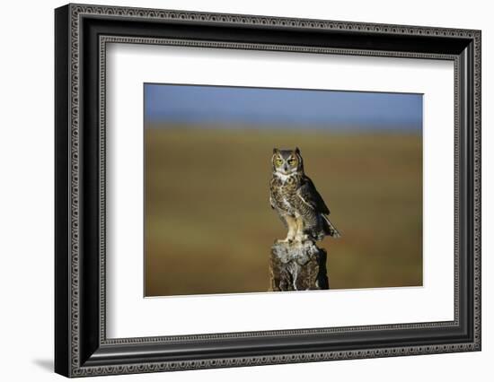 Great Horned Owl Perching on Post-W. Perry Conway-Framed Photographic Print