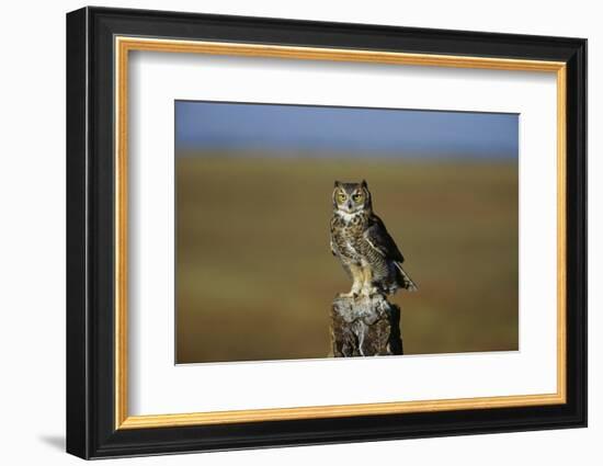 Great Horned Owl Perching on Post-W. Perry Conway-Framed Photographic Print