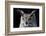 Great horned owl portrait-Charles Bowman-Framed Photographic Print