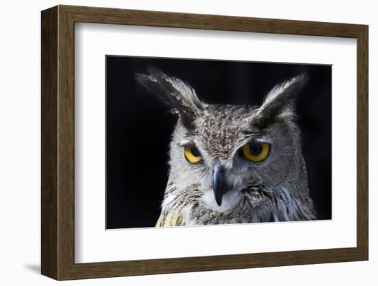 Great horned owl portrait-Charles Bowman-Framed Photographic Print