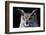 Great horned owl portrait-Charles Bowman-Framed Photographic Print