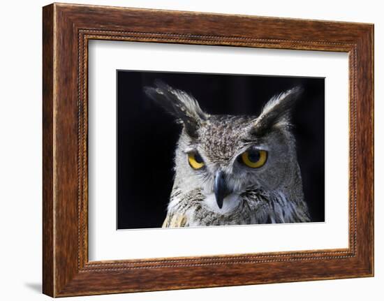 Great horned owl portrait-Charles Bowman-Framed Photographic Print