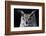 Great horned owl portrait-Charles Bowman-Framed Photographic Print