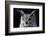 Great horned owl portrait-Charles Bowman-Framed Photographic Print