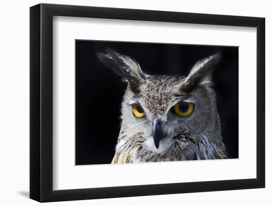 Great horned owl portrait-Charles Bowman-Framed Photographic Print