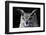 Great horned owl portrait-Charles Bowman-Framed Photographic Print
