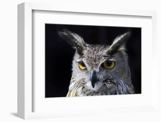 Great horned owl portrait-Charles Bowman-Framed Photographic Print