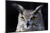 Great horned owl portrait-Charles Bowman-Mounted Photographic Print